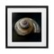 Stupell Industries Swirled Seashell Sea Treasure Framed Print Under Glass, design by Mary Sparrow